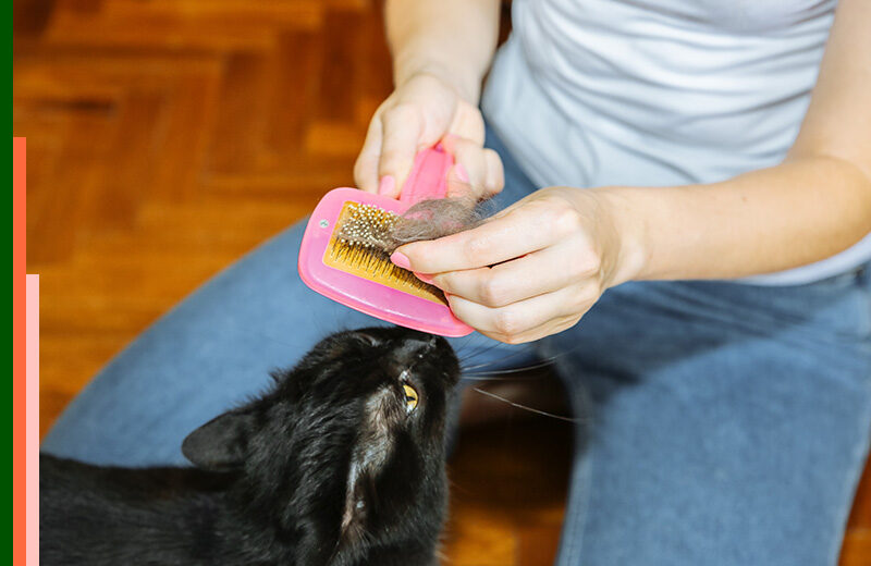 Consejos para reducir el pelo de tus mascotas en tu hogar